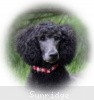 A photo of Sunridge Believe It Or Not, a blue standard poodle