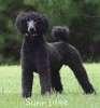 A photo of Sunridge Believe It Or Not, a blue standard poodle