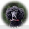 A photo of Sunridge Believe It Or Not, a blue standard poodle