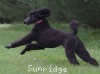 A photo of Sunridge Believe It Or Not, a blue standard poodle