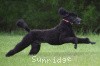 A photo of Sunridge Believe It Or Not, a blue standard poodle
