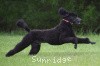 A photo of Sunridge Believe It Or Not, a blue standard poodle