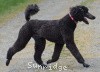 A photo of Sunridge Believe It Or Not, a blue standard poodle