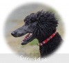 A photo of Sunridge Believe It Or Not, a blue standard poodle