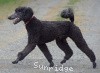 A photo of Sunridge Believe It Or Not, a blue standard poodle