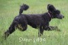 A photo of Sunridge Believe It Or Not, a blue standard poodle