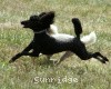 A photo of Brienwoods Goddess Of The Night, a black standard poodle