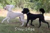 A picture of Brienwoods Goddess of the Night, a black standard poodle