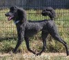 A photo of Brienwoods Goddess Of The Night, a black standard poodle