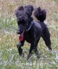 A picture of Brienwoods Goddess of the Night, a black standard poodle