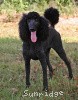 A photo of Brienwoods Goddess Of The Night, a black standard poodle