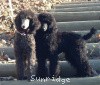 A photo of Sunridge Midnight Moondance, a silver standard poodle