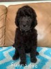 A photo of Prairieland Rock Me All Night Long, a silver standard poodle