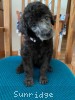 A photo of Prairieland Sky Rocket Delight, a silver standard poodle