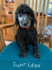 A photo of Prairieland Silver Knight, a silver standard poodle