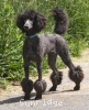 A photo of Sunridge Unforgettable Dreamz of Paris, a blue standard poodle