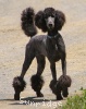 A photo of Sunridge Unforgettable Dreamz of Paris, a blue standard poodle