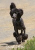 A photo of Sunridge Unforgettable Dreamz of Paris, a blue standard poodle