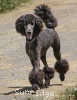 A photo of Sunridge Unforgettable Dreamz of Paris, a blue standard poodle