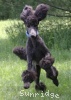 A photo of Sunridge Unforgettable Dreamz of Paris, a blue standard poodle