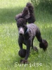 A photo of Sunridge Unforgettable Dreamz of Paris, a blue standard poodle