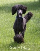 A photo of Sunridge Unforgettable Dreamz of Paris, a blue standard poodle