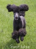 A photo of Sunridge Unforgettable Dreamz of Paris, a blue standard poodle