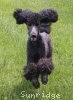 A photo of Sunridge Unforgettable Dreamz of Paris, a blue standard poodle