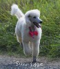 A photo of Sunridge Dazzeling Dreamz, a white standard poodle