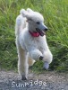 A photo of Sunridge Dazzeling Dreamz, a white standard poodle