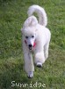 A photo of Sunridge Dazzeling Dreamz, a white standard poodle