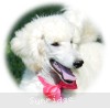 A photo of Sunridge Dazzeling Dreamz, a white standard poodle