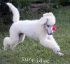 A photo of Sunridge Dazzeling Dreamz, a white standard poodle