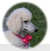 A photo of Sunridge Dazzeling Dreamz, a white standard poodle