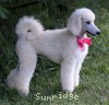 A photo of Sunridge Dazzeling Dreamz, a white standard poodle