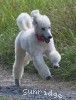 A photo of Sunridge Dazzeling Dreamz, a white standard poodle