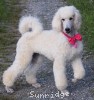 A photo of Sunridge Dazzeling Dreamz, a white standard poodle