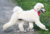 A photo of Sunridge Dazzeling Dreamz, a white standard poodle