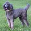 A photo of Sunridge Gallant Midnight Warrior, a silver standard poodle