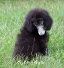 A photo of Prairieland Sky Rocket Delight, a silver standard poodle