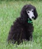 A photo of Prairieland Sky Rocket Delight, a silver standard poodle
