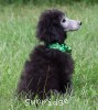 A photo of Prairieland Sky Rocket Delight, a silver standard poodle