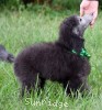 A photo of Prairieland Sky Rocket Delight, a silver standard poodle