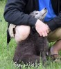 A photo of Prairieland Sky Rocket Delight, a silver standard poodle