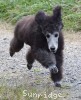 A photo of Prairieland Sky Rocket Delight, a silver standard poodle