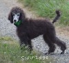 A photo of Prairieland Sky Rocket Delight, a silver standard poodle
