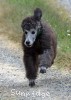 A photo of Prairieland Sky Rocket Delight, a silver standard poodle