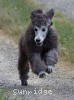 A photo of Prairieland Sky Rocket Delight, a silver standard poodle