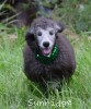 A photo of Prairieland Sky Rocket Delight, a silver standard poodle