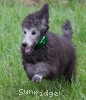 A photo of Prairieland Sky Rocket Delight, a silver standard poodle